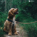 Arti Mimpi Memelihara Anjing