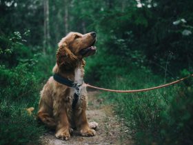 Arti Mimpi Memelihara Anjing