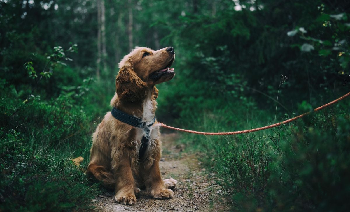 Arti Mimpi Memelihara Anjing