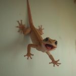 Kode Alam Cicak Jatuh 2D 3D 4D