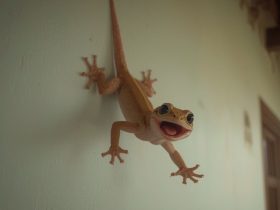 Kode Alam Cicak Jatuh 2D 3D 4D