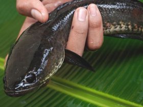 Kode Alam Ikan Gabus