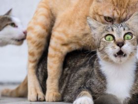 Kode Alam Kucing Kawin