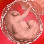 Sperma Tidak Masuk Tapi Bisa Hamil Ini Penjelasan Ilmiahnya